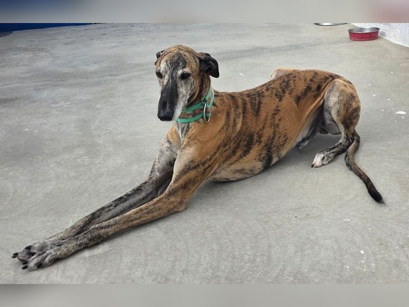 Wally, einfühlsamer verschmuster zugänglicher Galgo Mann