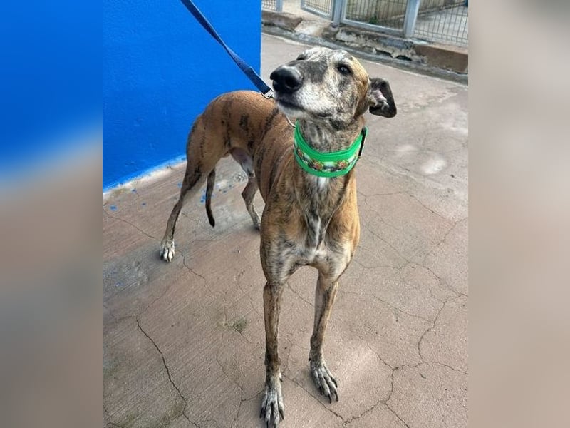 Wally, einfühlsamer verschmuster zugänglicher Galgo Mann