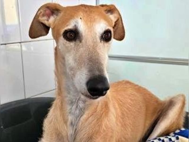 SAM der bezaubernde Galgomann