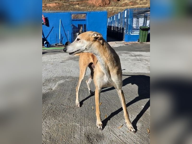 SAM der bezaubernde Galgomann