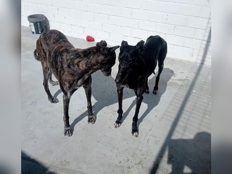 COULANT ein ruhiger Charakter