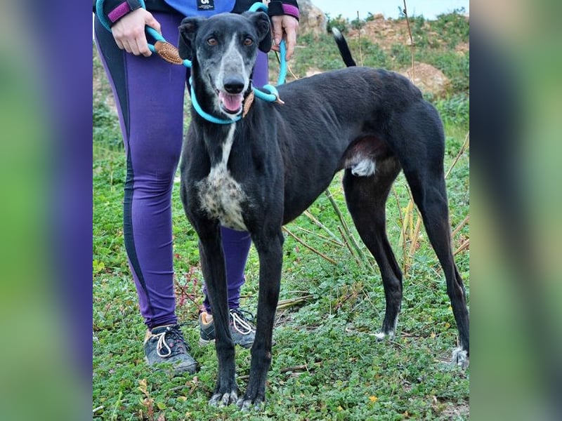Tango, charmanter, liebesbedürftiger lustiger Galgo Mann