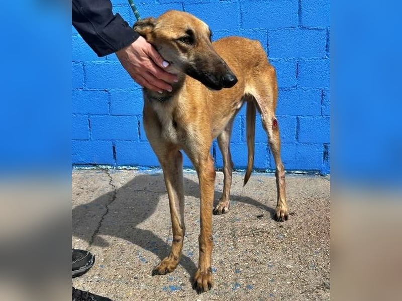 MARSHALL ein Sonnenschein