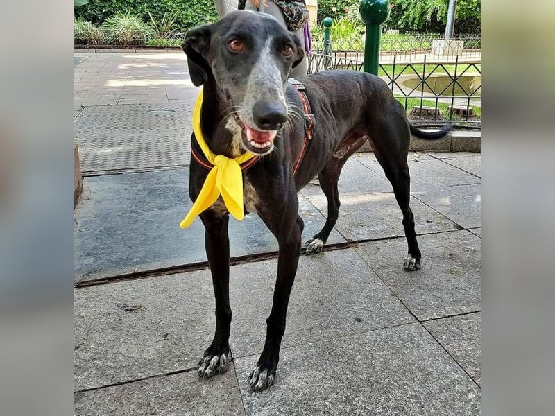 Tango, charmanter, liebesbedürftiger lustiger Galgo Mann