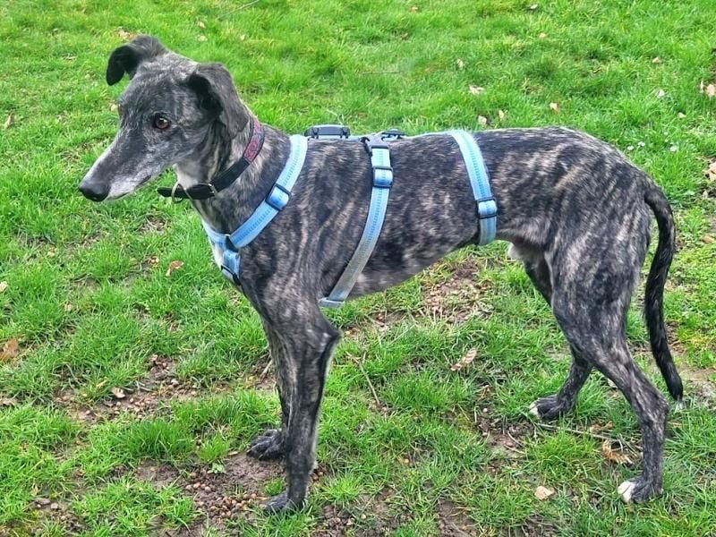 DANTE-in Rheinland-Pfalz!