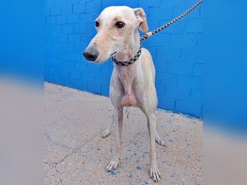 COCO der liebenswerte Rüde