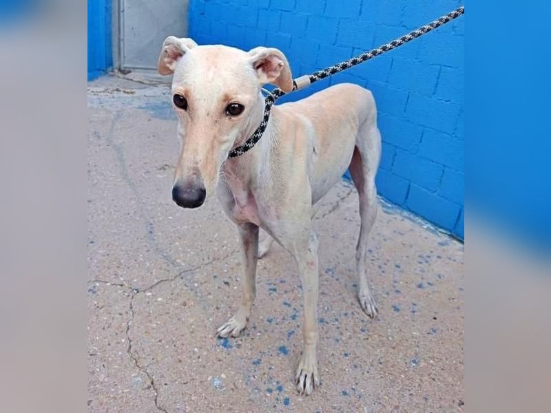 COCO der liebenswerte Rüde