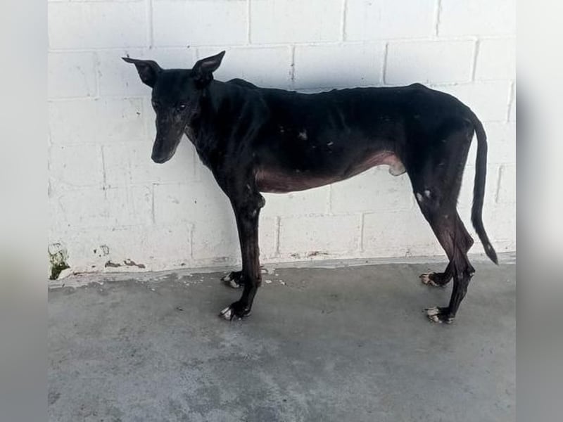 COULANT ein ruhiger Charakter