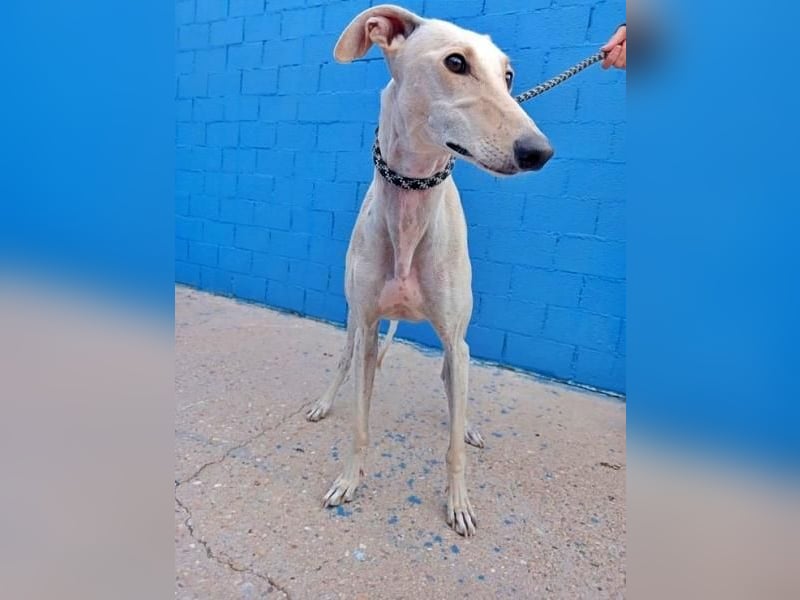 COCO der liebenswerte Rüde