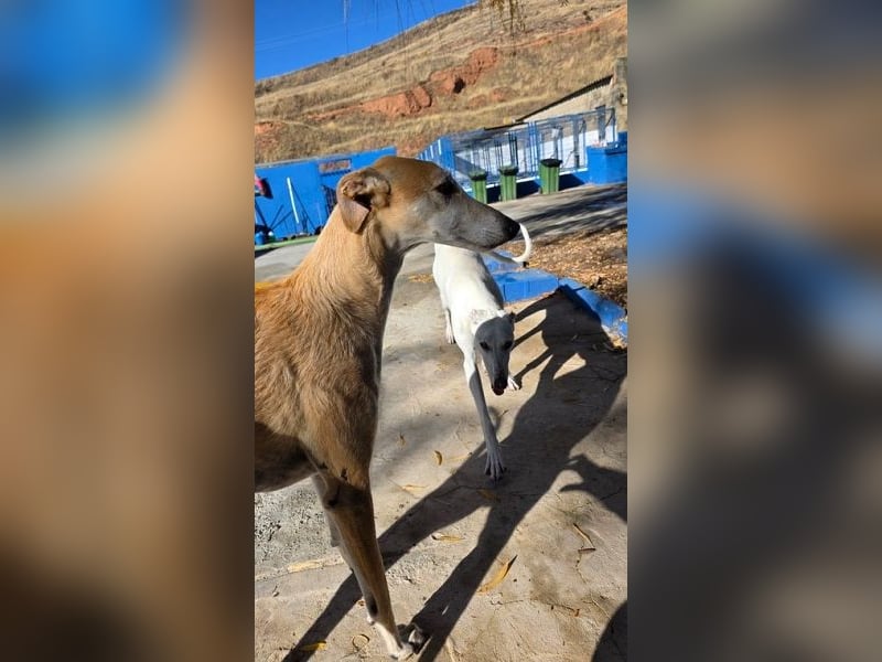 SAM der bezaubernde Galgomann