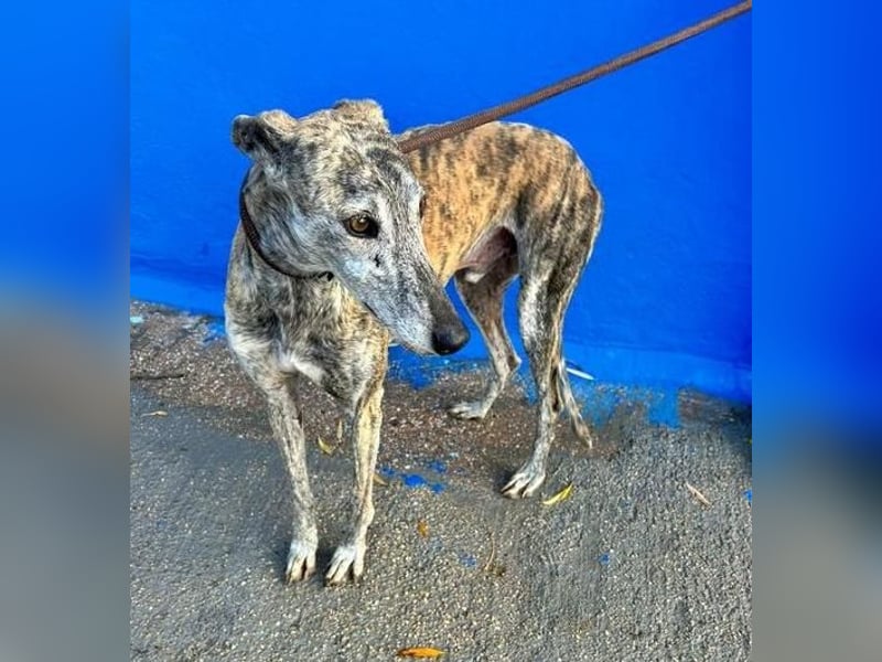 BONITO der feine Seelenhund