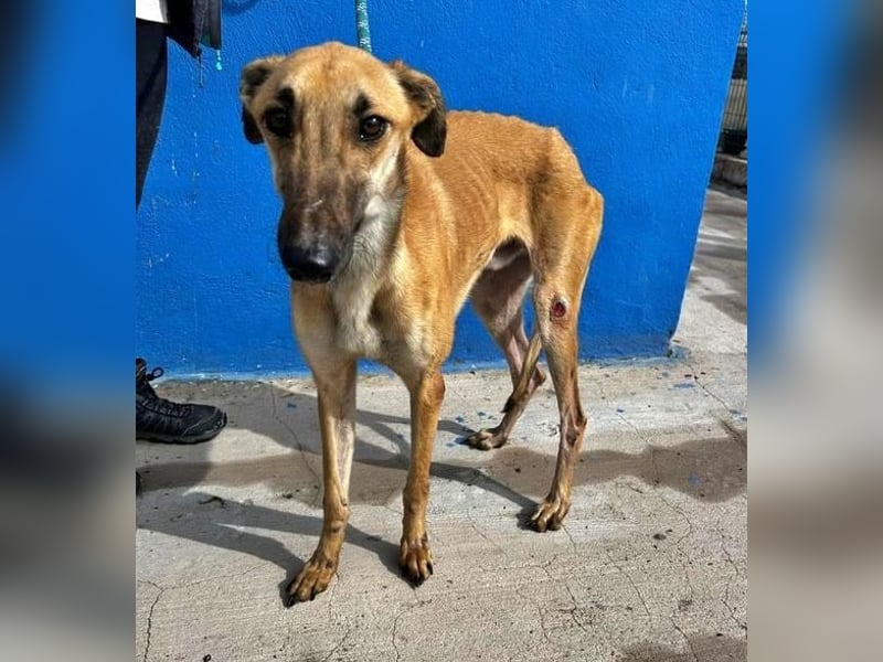 MARSHALL ein Sonnenschein