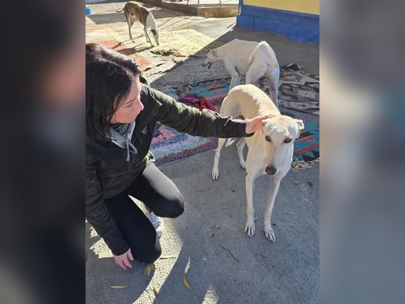 COCO der liebenswerte Rüde