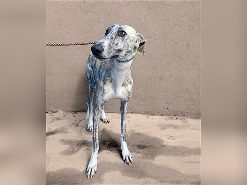 Baylis, charmant verschmust einfühlsam und liebevoll