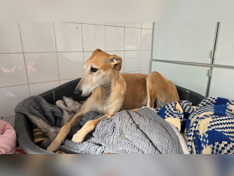 SAM der bezaubernde Galgomann