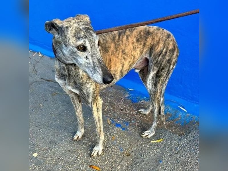 BONITO der feine Seelenhund