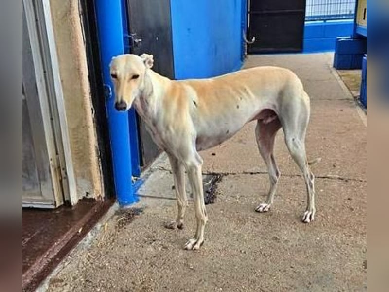 COCO der liebenswerte Rüde