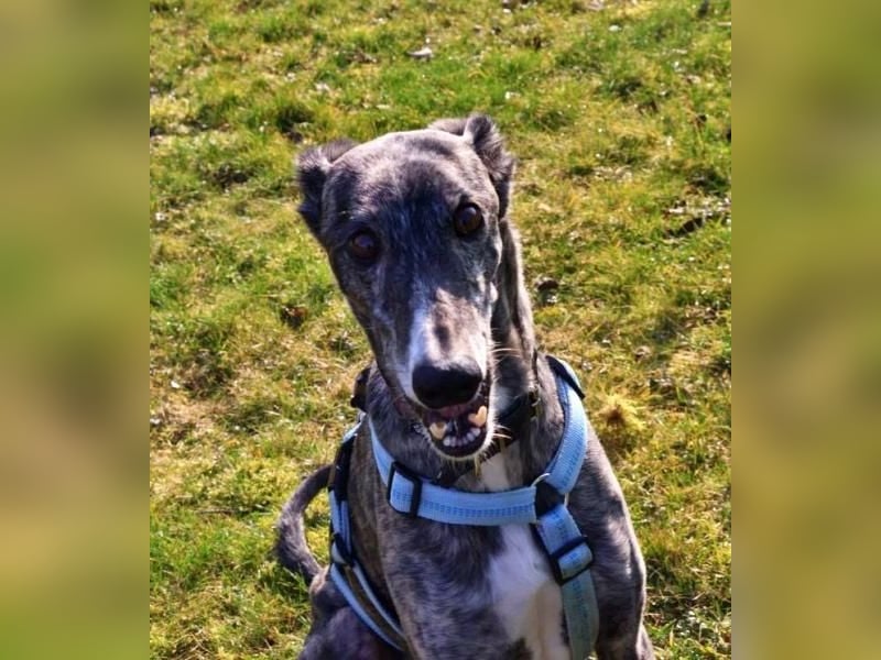 DANTE-in Rheinland-Pfalz!