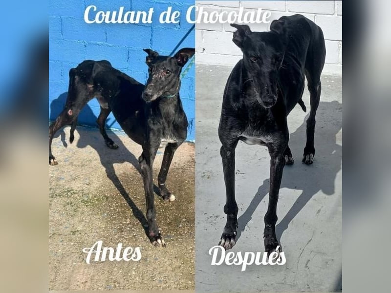 COULANT ein ruhiger Charakter