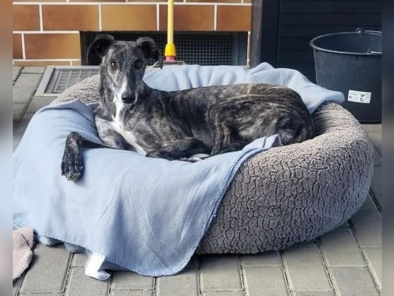 DANTE-in Rheinland-Pfalz!