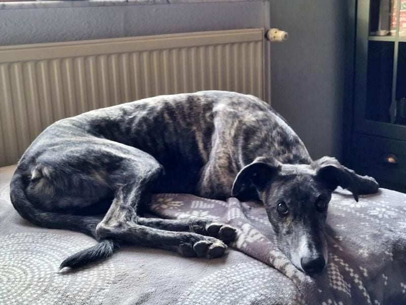 DANTE-in Rheinland-Pfalz!