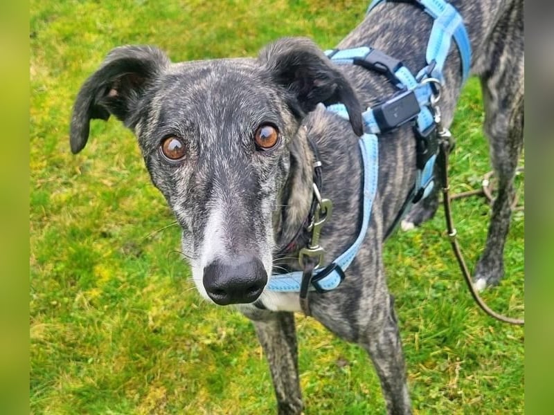 DANTE-in Rheinland-Pfalz!