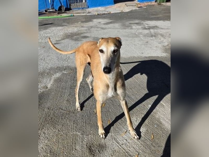 SAM der bezaubernde Galgomann