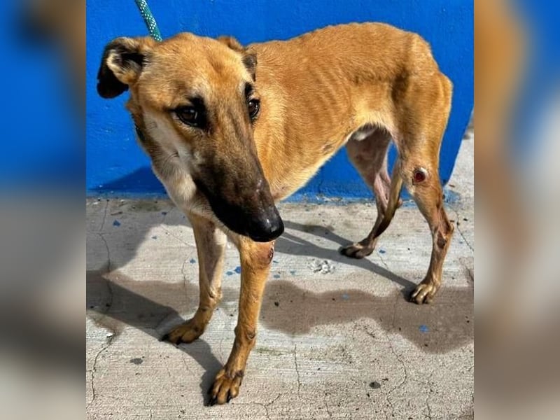 MARSHALL ein Sonnenschein