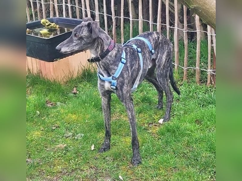 DANTE-in Rheinland-Pfalz!