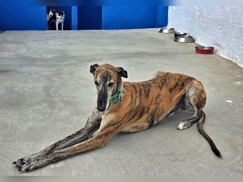 Wally, einfühlsamer verschmuster zugänglicher Galgo Mann