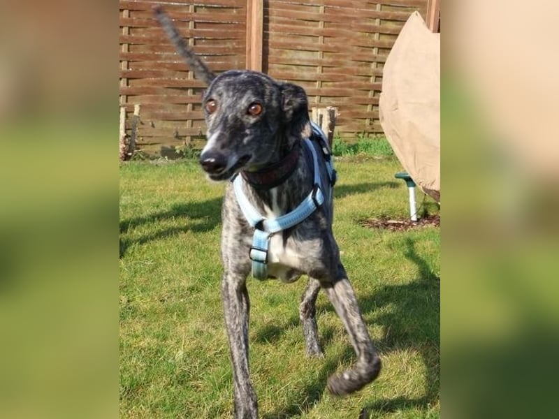 DANTE-in Rheinland-Pfalz!