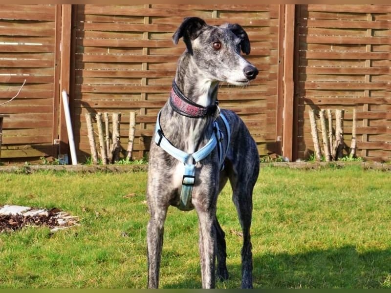 DANTE-in Rheinland-Pfalz!