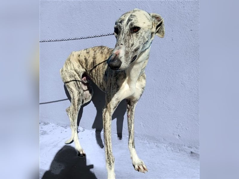 Baylis, charmant verschmust einfühlsam und liebevoll