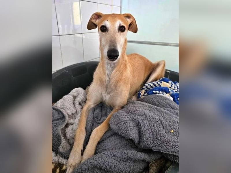 SAM der bezaubernde Galgomann