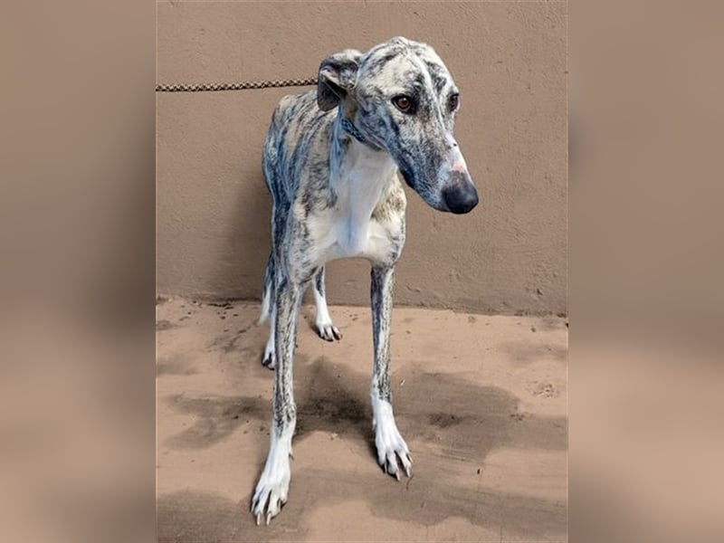 Baylis, charmant verschmust einfühlsam und liebevoll