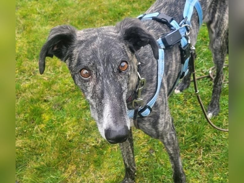 DANTE-in Rheinland-Pfalz!