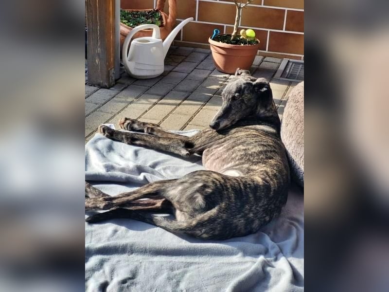 DANTE-in Rheinland-Pfalz!