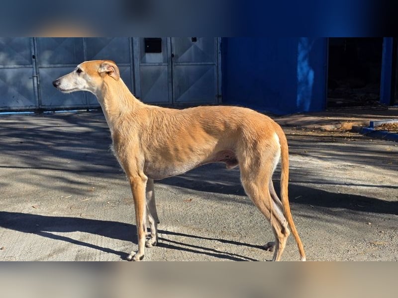 SAM der bezaubernde Galgomann