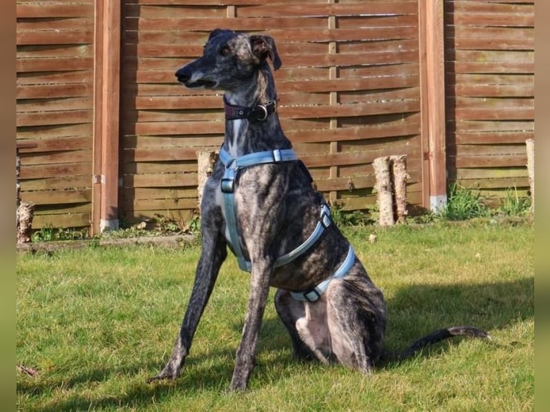 DANTE-in Rheinland-Pfalz!