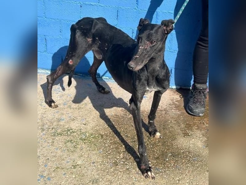 COULANT ein ruhiger Charakter