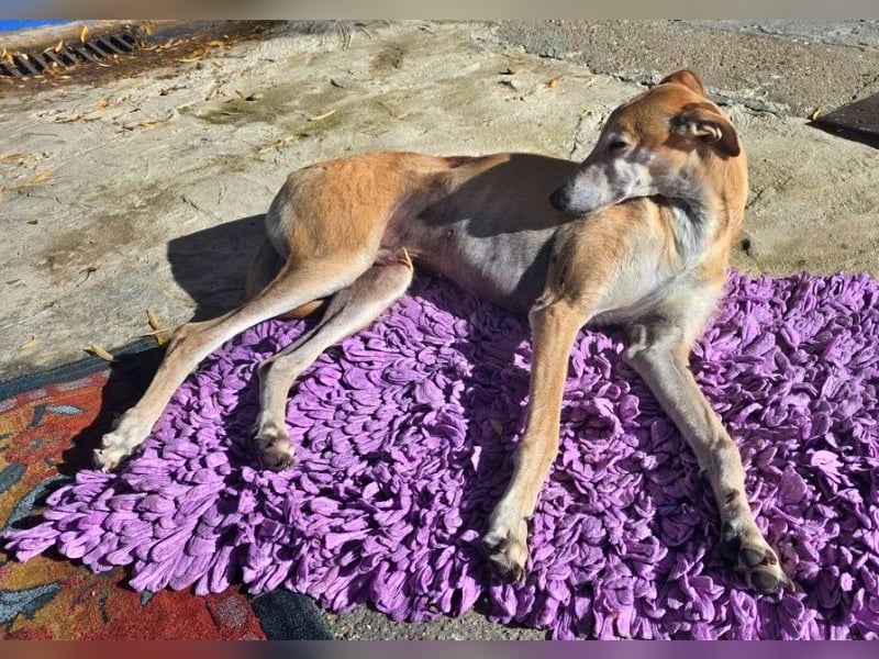 SAM der bezaubernde Galgomann