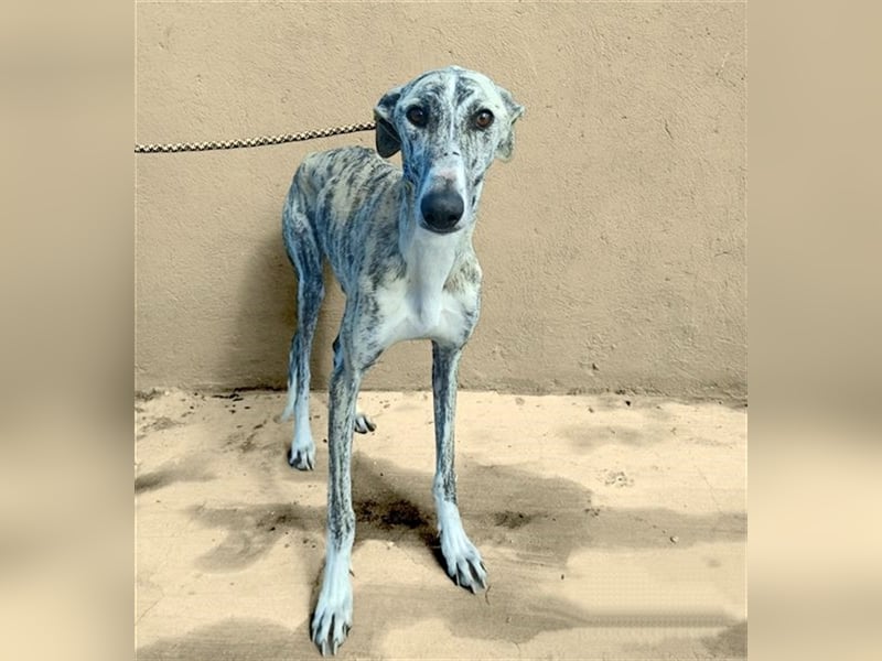 Baylis, charmant verschmust einfühlsam und liebevoll