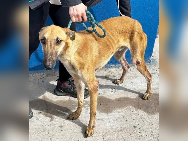 MARSHALL ein Sonnenschein