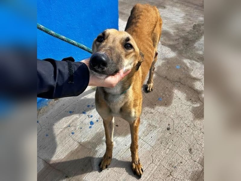 MARSHALL ein Sonnenschein