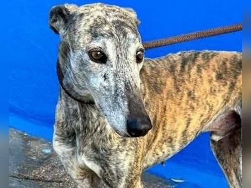 BONITO der feine Seelenhund