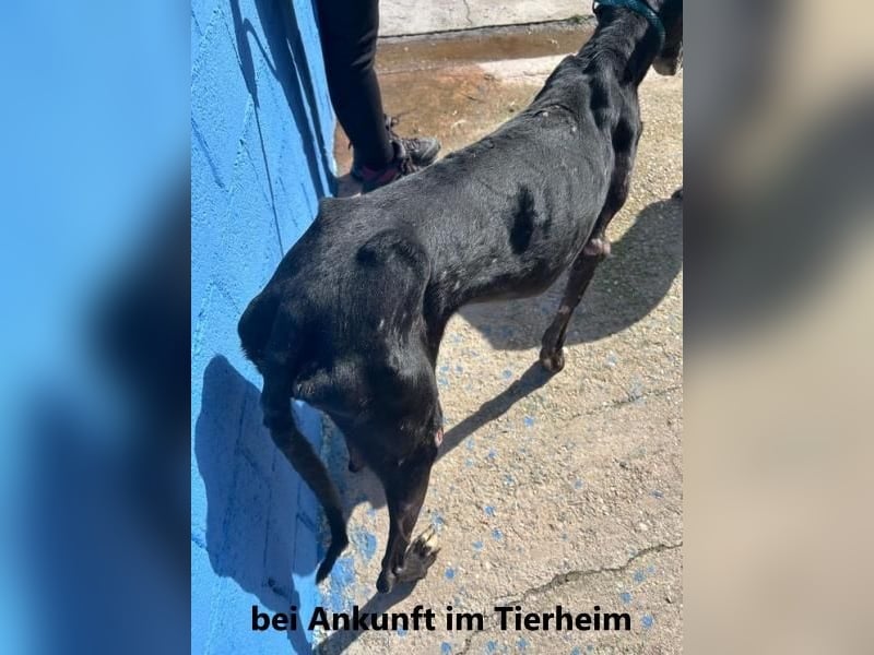 COULANT ein ruhiger Charakter