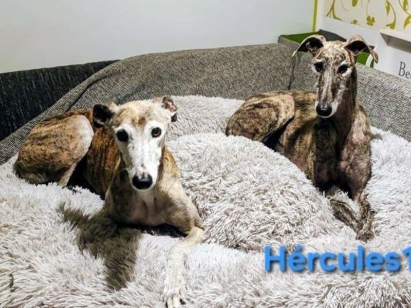 Hércules1 geb. 12/2021 (in Deutschland) - zärtlicher, ruhiger und sensibler Galgo!