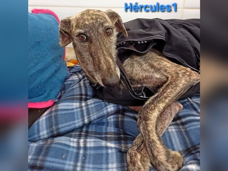 Hércules1 geb. 12/2021 (in Deutschland) - zärtlicher, ruhiger und sensibler Galgo!