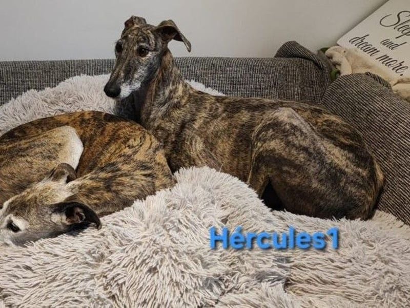 Hércules1 geb. 12/2021 (in Deutschland) - zärtlicher, ruhiger und sensibler Galgo!