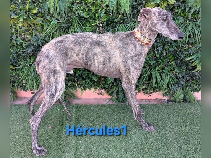 Hércules1 geb. 12/2021 (in Deutschland) - zärtlicher, ruhiger und sensibler Galgo!